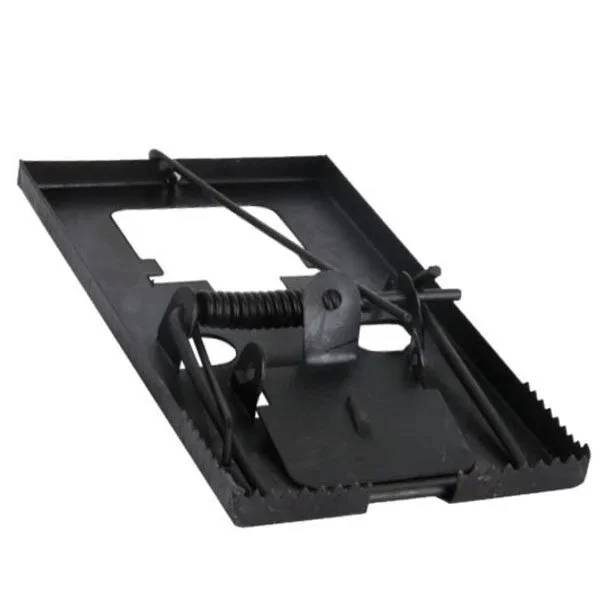 kiwistore215667