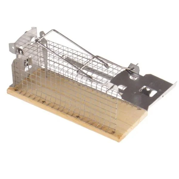 kiwistore215937